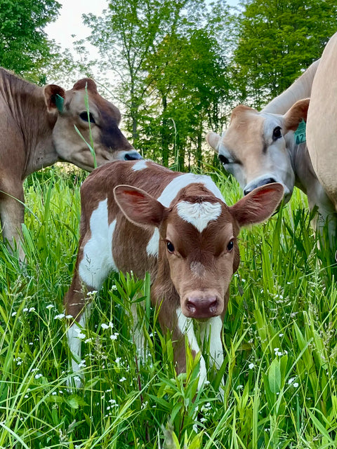 100% Grass Fed Beef