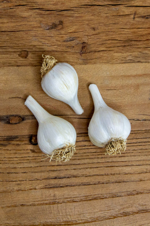 Garlic